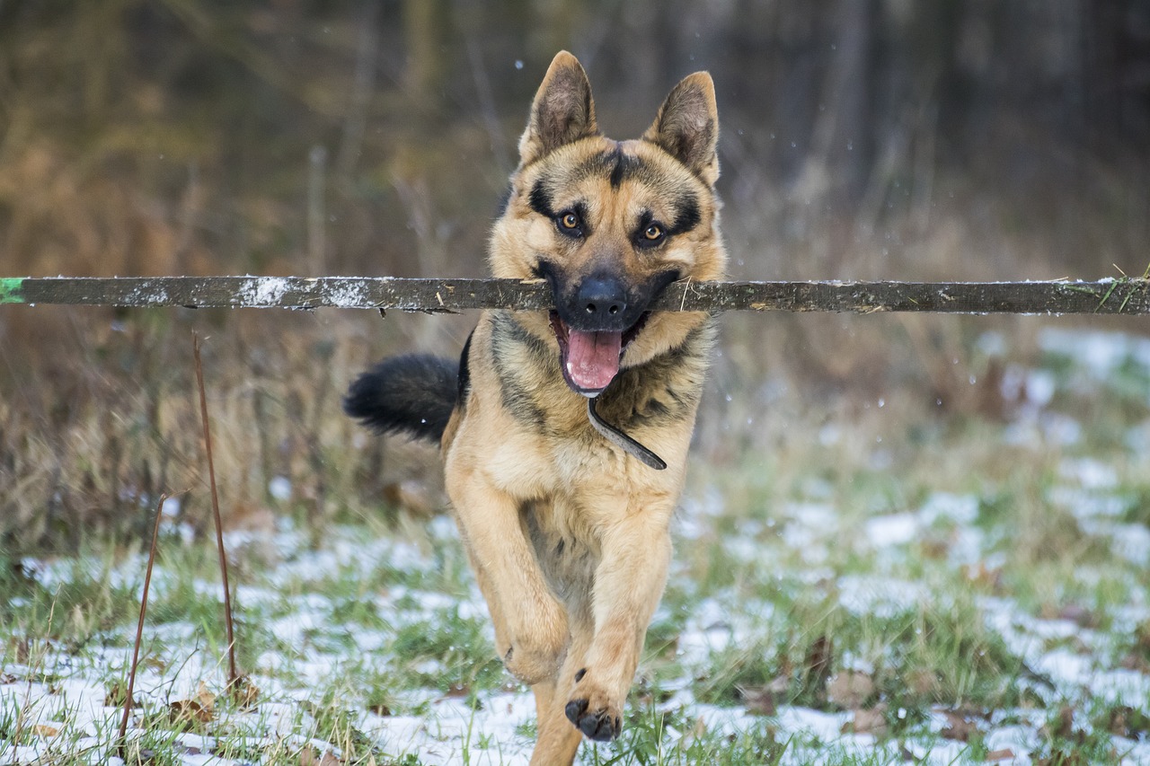 The Loyal Traits of German Shepherds